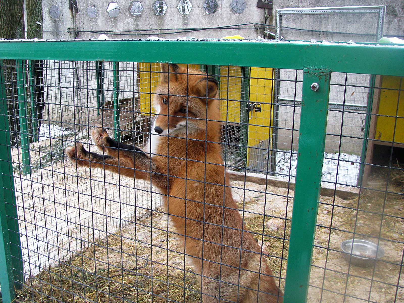 Приют для животных санкт петербург